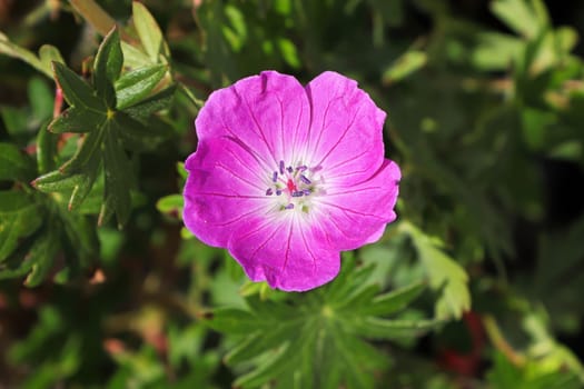 A single pink cranesbill geranium in bloom.
