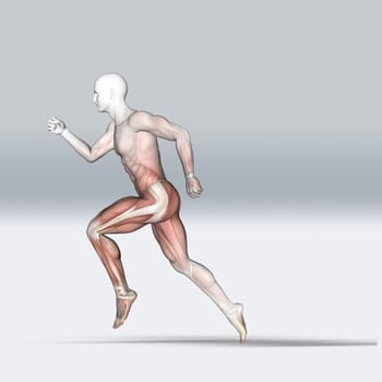3D render of a medical figure in running pose with muscle map