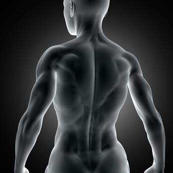 3D render of a muscular female figure with close up of back muscles