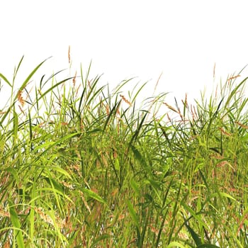 3D render of grass and weeds on a white background
