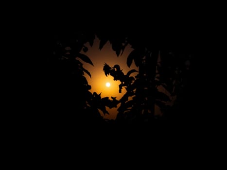 Moonlight in the night through the branches of trees. Lunar glow. Night darkness. Tree branches. Natural landscape. Horizon. Background image.