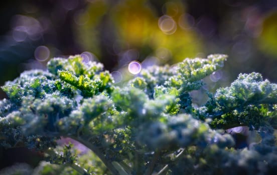 Kale cabbage growing in the vegetable garden, viewed from vintage lens with swallow depth of field