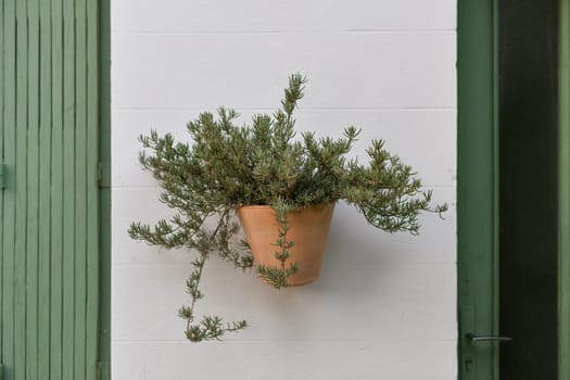 A rosemary plant in a clay pot hangs on the wall of a house in Provence France