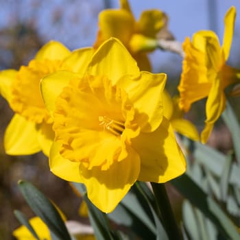 Daffodil (Narcissus pseudonarcissus), flowers of springtime