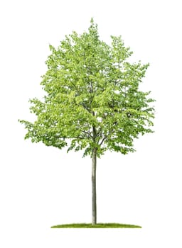 Isolated lime tree on a white background