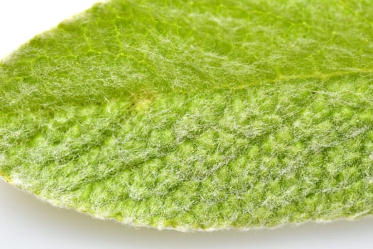 Greek mountain tea, medicinal plant with leaf in a macro