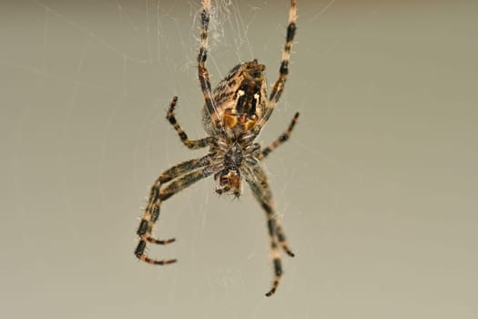 a garden spider in its web in a macro