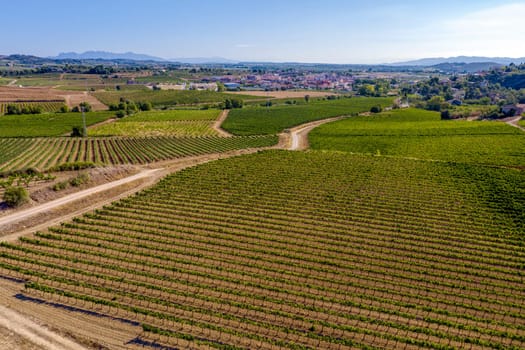 Vineyards with grapes about to be harvested in Sant Marti de Sarroca Penedes Spain