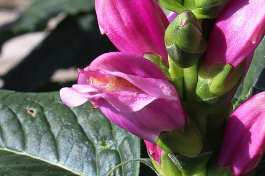 Pink flowers opening on a Turtle Head plant.