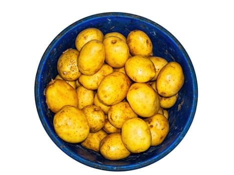 Harvest potato vegetables in a plastic bucket. Potato vegetable. Harvesting. Agricultural business. Farm goods. Vegetarian food. Healthy eating. Grocery store. Shop window.