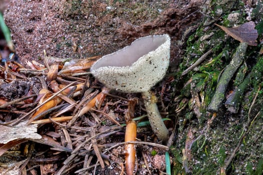 Close up of a peziza mushroom between pine needles and moss