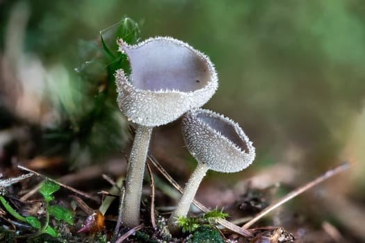 Close up of a peziza mushroom between pine needles and moss