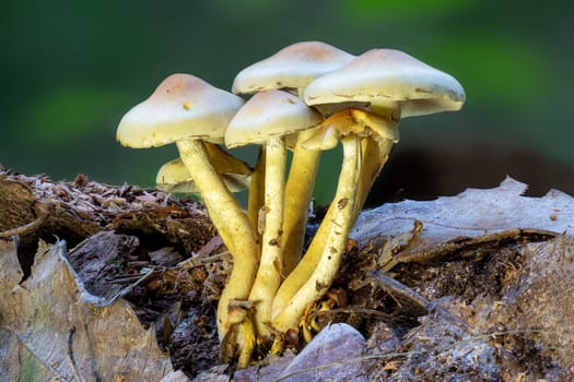 Close up of a green leaved brimstone mushroom on a tree trunk against a green background