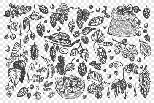 Pine cones doodle set. Collection of drawing coniferous forest christmas tree cedar plant trees seeds botanical wood cone isolated on transparent background. New year holiday symbol illustration.