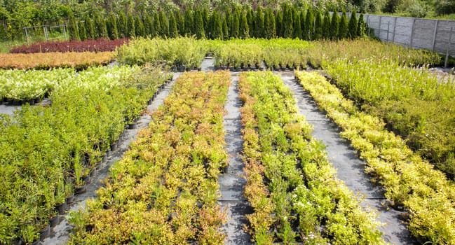 Potted plants are sold at the garden center. Selling plants outdoors. Many varieties of green plants. Flowers, fir, spruce, thuja, apple and other fruit trees. Everything to decorate your garden