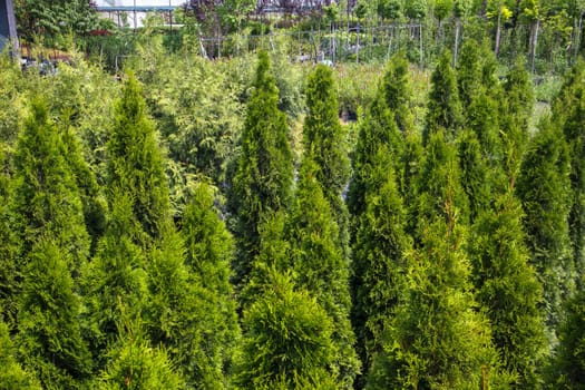 Potted plants are sold at the garden center. Selling plants outdoors. Many varieties of green plants. Flowers, fir, spruce, thuja, apple and other fruit trees. Everything to decorate your garden