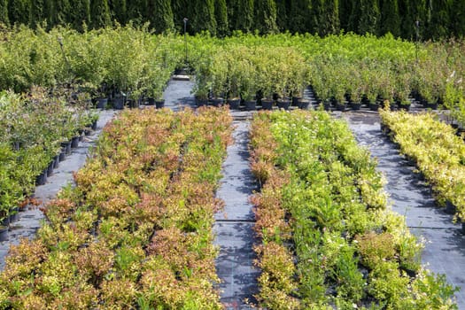 Potted plants are sold at the garden center. Selling plants outdoors. Many varieties of green plants. Flowers, fir, spruce, thuja, apple and other fruit trees. Everything to decorate your garden