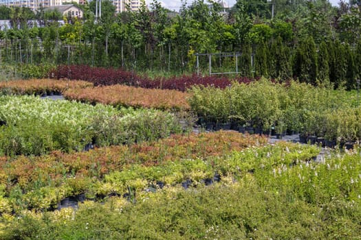 Potted plants are sold at the garden center. Selling plants outdoors. Many varieties of green plants. Flowers, fir, spruce, thuja, apple and other fruit trees. Everything to decorate your garden