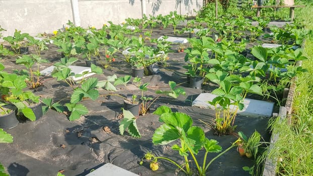 Strawberry beds, in spring or summer on a sunny day. Bush berries. Degenerate strawberry bushes grow in the garden in the village