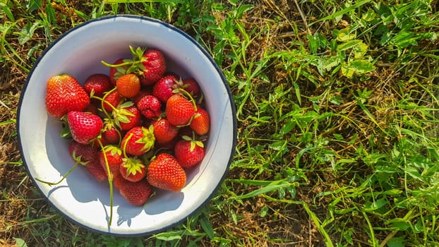 Fresh juicy ripe tasty organic strawberries in an old metal bowl outdoors on a sunny summer day. Strawberry red fresh berries and sweet juicy fruit