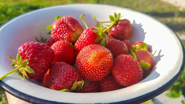Fresh juicy ripe tasty organic strawberries in an old metal bowl outdoors on a sunny summer day. Strawberry red fresh berries and sweet juicy fruit