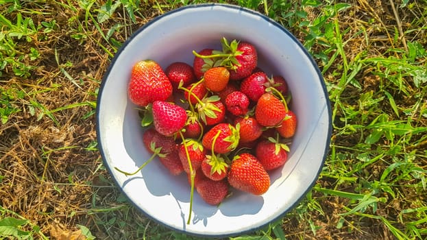 Fresh juicy ripe tasty organic strawberries in an old metal bowl outdoors on a sunny summer day. Strawberry red fresh berries and sweet juicy fruit