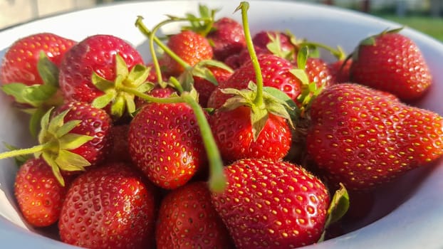 Fresh juicy ripe tasty organic strawberries in an old metal bowl outdoors on a sunny summer day. Strawberry red fresh berries and sweet juicy fruit