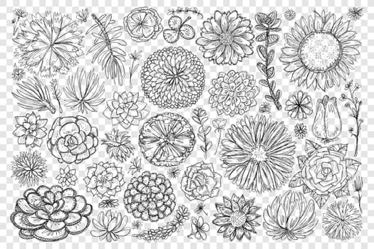 Blooming flowers and plants doodle set. Collection of hand drawn blossom flowers and elegant floral beautiful decoration patterns of nature isolated on transparent background