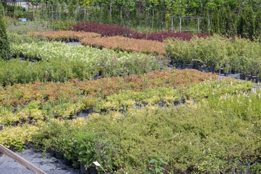 Potted plants are sold at the garden center. Selling plants outdoors. Many varieties of green plants. Flowers, fir, spruce, thuja, apple and other fruit trees. Everything to decorate your garden