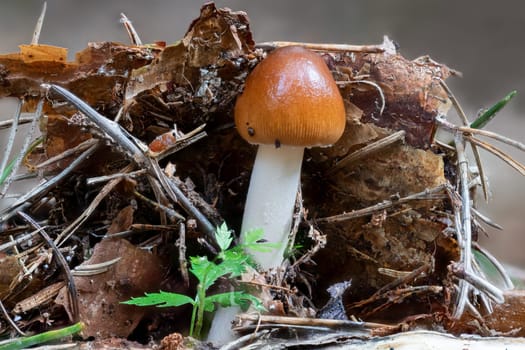 Close up of a tawny grisette mushroom between pine needles and moss