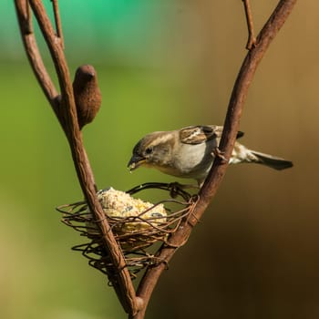Wild bird pecking food from bird feeder in the garden in winter, Europe