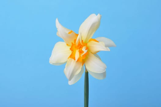 Yellow and white daffodils on blue background
