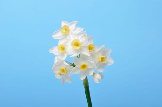 Yellow and white daffodils on blue background