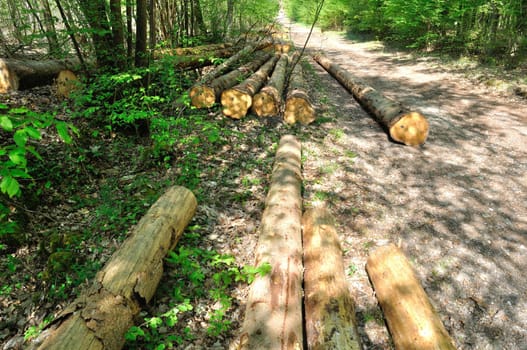 Cut tree trunks in the Saint-Pierre-Lès-Elbeuf communal forest