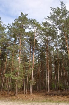 Communal forest of Saint-Pierre-Lès-Elbeuf