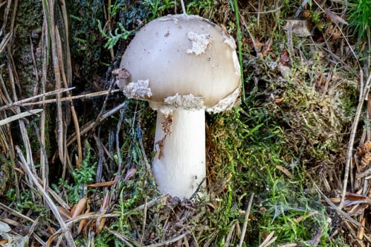 Close up of a agaric mushroom between pine needles and moss