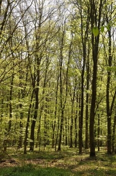 Communal forest of Saint-Pierre-Lès-Elbeuf
