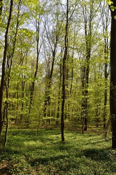 Communal forest of Saint-Pierre-Lès-Elbeuf