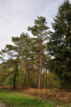 Communal forest of Saint-Pierre-Lès-Elbeuf