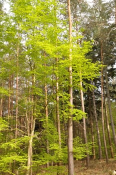 Communal forest of Saint-Pierre-Lès-Elbeuf