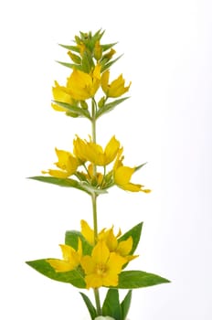 Lysimachus on a white background
