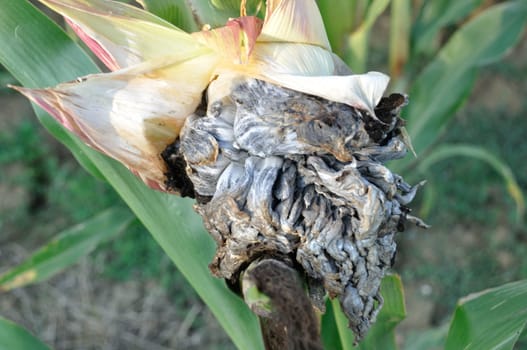 Corn smut on a plant in a field in Brittany