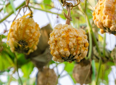 Yellow ornamental pumpkin fruit (warty pear gourd) hanging on its tree with green leaf in organic greenhouse farm