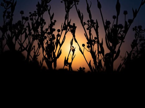 Moonlight in the night through the branches of trees. Lunar glow. Night darkness. Tree branches. Natural landscape. Horizon. Background image.