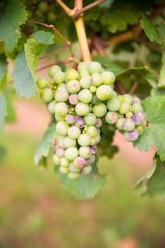 Vineyard with fresh grapes in Trier, Moselle Valley in Rhineland Palatiane in Germany