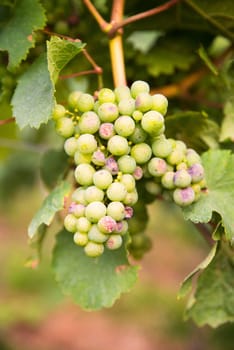 Vineyard with fresh grapes in Trier, Moselle Valley in Rhineland Palatiane in Germany
