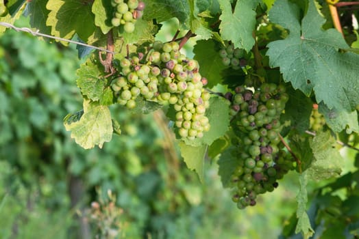 Vineyard with fresh grapes in Trier, Moselle Valley in Rhineland Palatiane in Germany