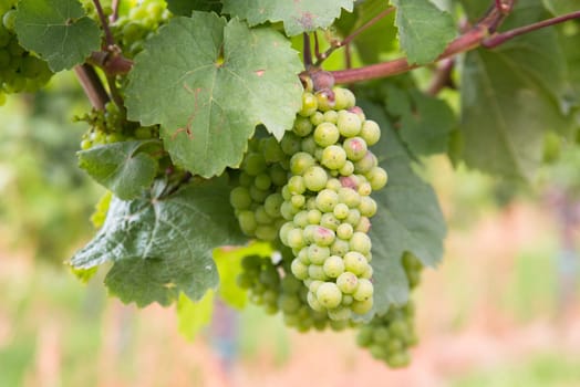 Vineyard with fresh grapes in Trier, Moselle Valley in Rhineland Palatiane in Germany