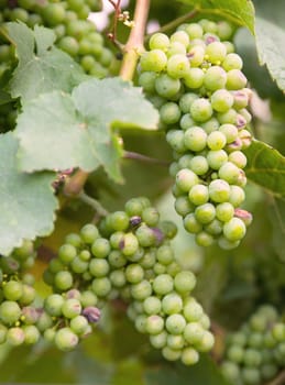 Vineyard with fresh grapes in Trier, Moselle Valley in Rhineland Palatiane in Germany