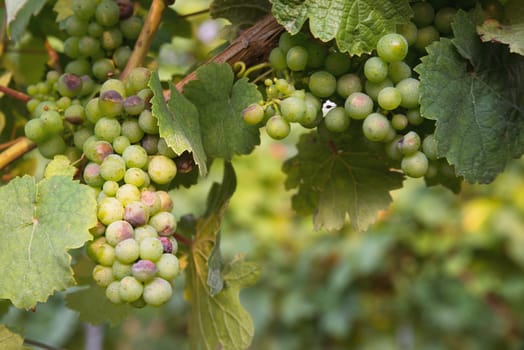 Vineyard with fresh grapes in Trier, Moselle Valley in Rhineland Palatiane in Germany